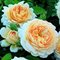 Роза Д. Остина 'Крокус Роуз' / Crocus Rose, D. Austin